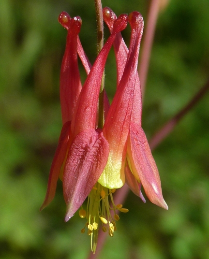 {Aquilegia canadensis}
